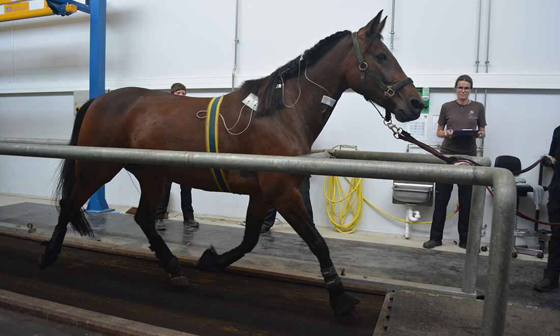 Horse on treadmill